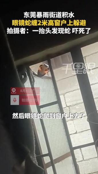 暴雨致街道被淹 眼镜蛇缠在窗户上