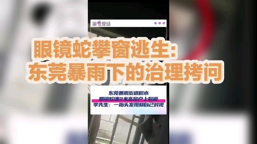女子回家发现1米长眼镜蛇跳窗逃生