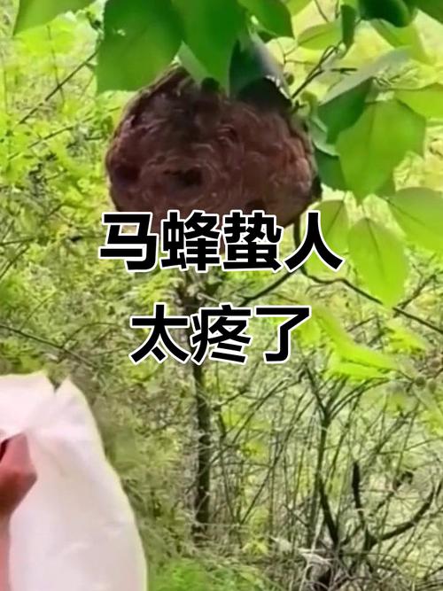 8旬老人捅马蜂窝被蛰不幸去世
