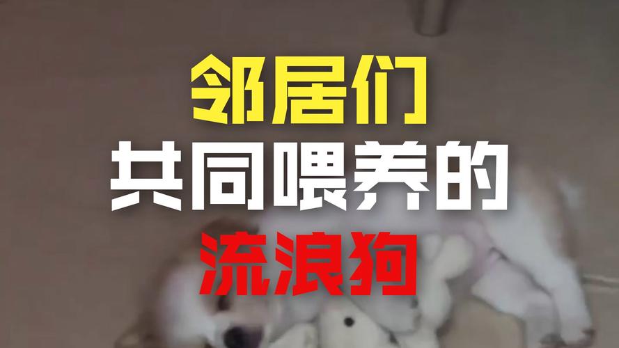 流浪狗到商店乞食 生下小狗托付老板