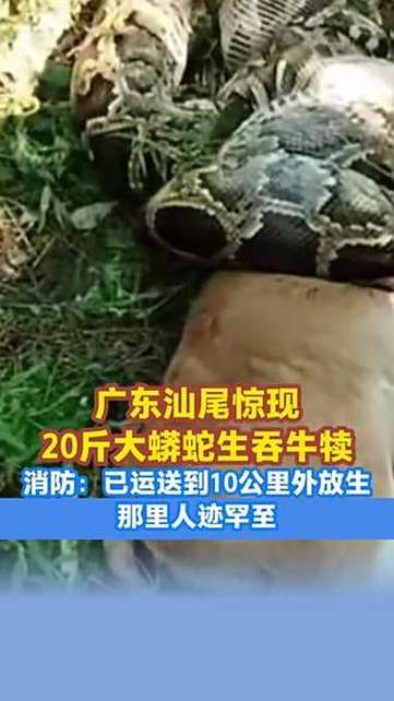 广东一20斤蟒蛇生吞牛犊