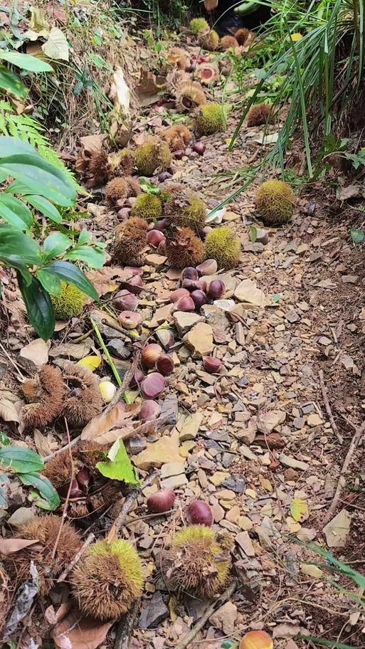 景区回应游客捡板栗壳被说成偷东西