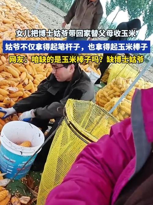 下雨天女儿请吊车帮父母收玉米