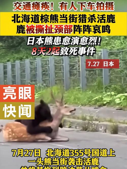 日本遭熊袭击死亡人数创新高