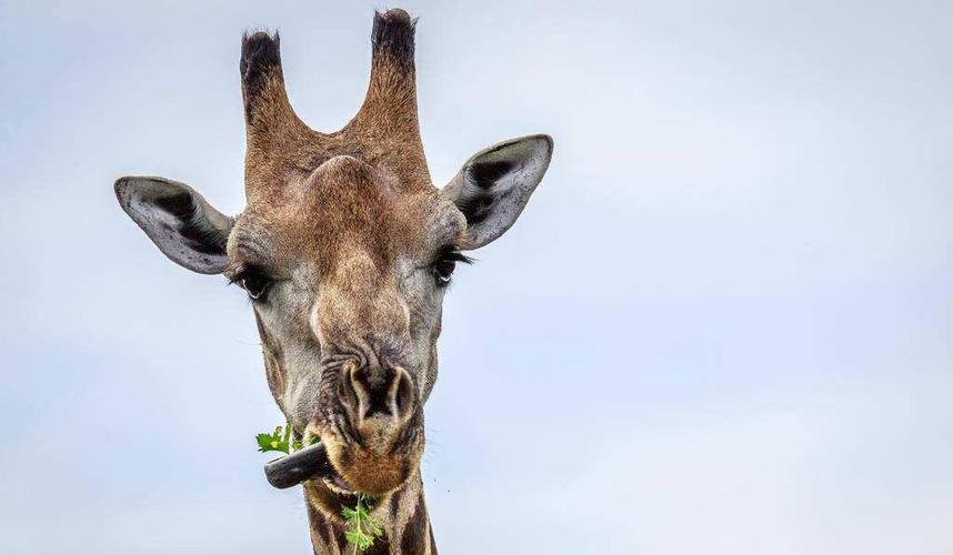 长劲鹿头被卡石堆里 脖子歪成90度