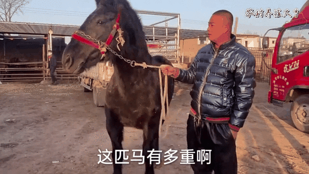 男子买马一觉醒来1匹变2匹