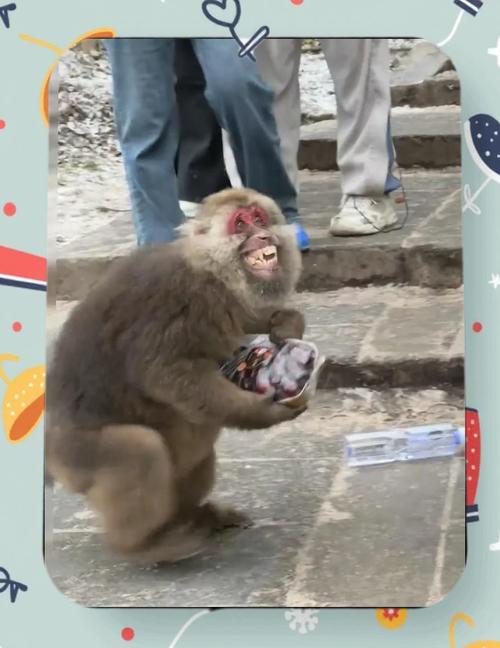驴友投喂野猴被飞踹 差点摔下山坡