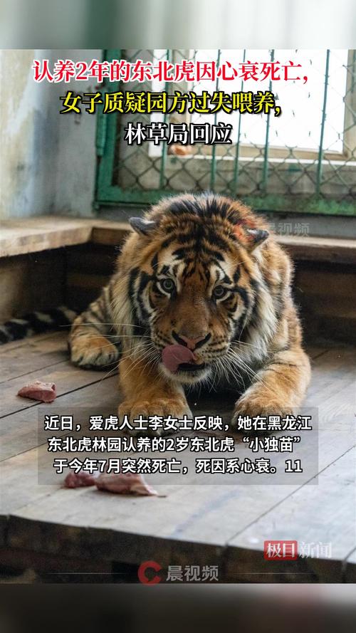 认养2年东北虎心衰死亡 林草局回应