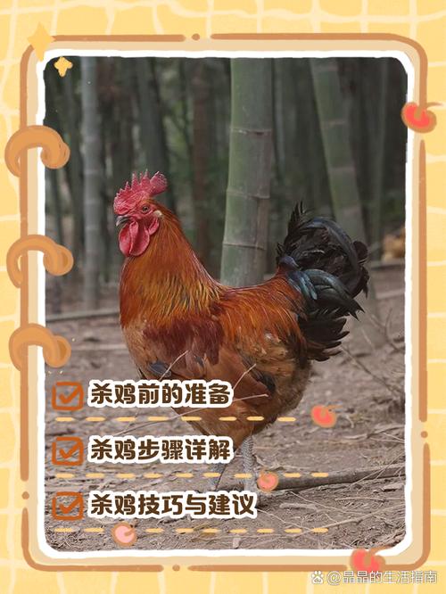 中国主导制定 鸡屠宰有了国际标准